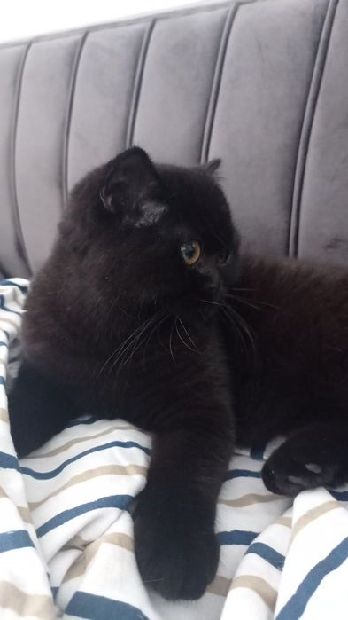 Продаю вислоухую кошку