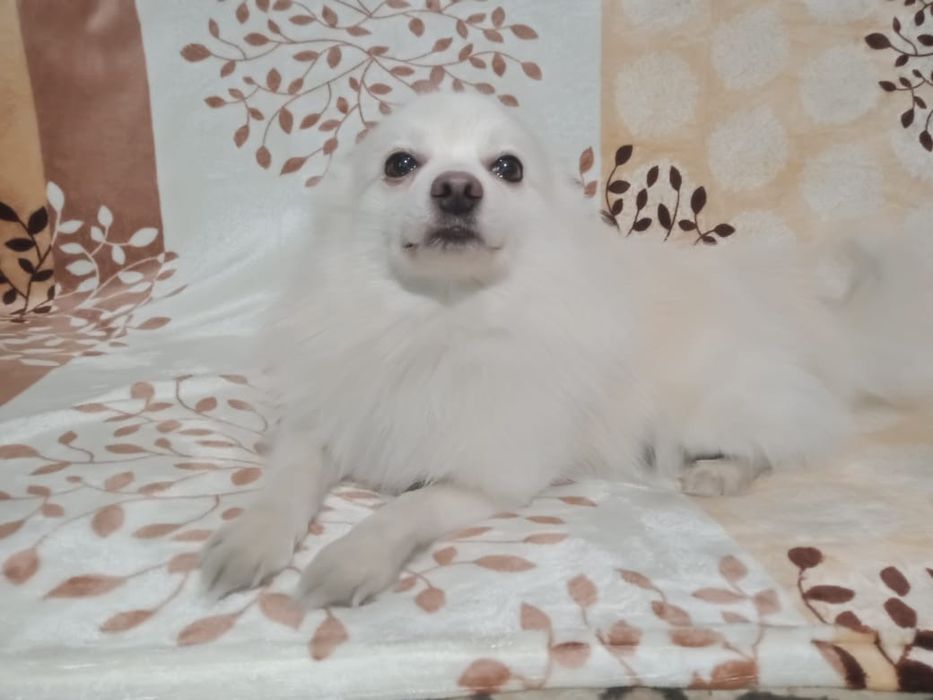 Немецкий шпиц вязка