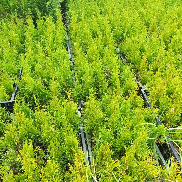 Tuia smaragd inaltime  60 -65cm