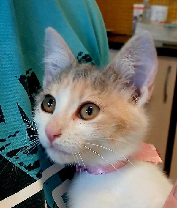 Очарователно домашне момиченце  търси любящ дом