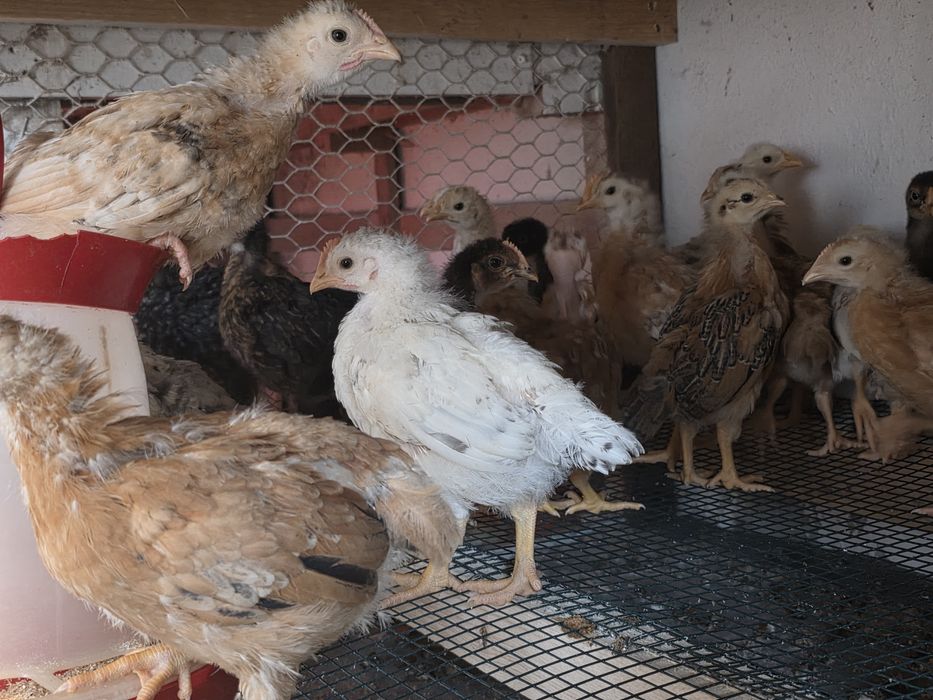 Pui de casă,gat golaș,pestriti