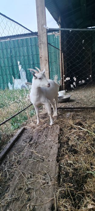Орыс ешкы сатылады Пародасы таза