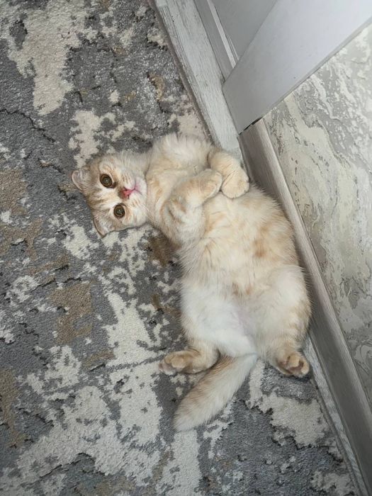 шотландский фолд