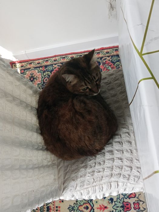Продам бенгальскую кошку