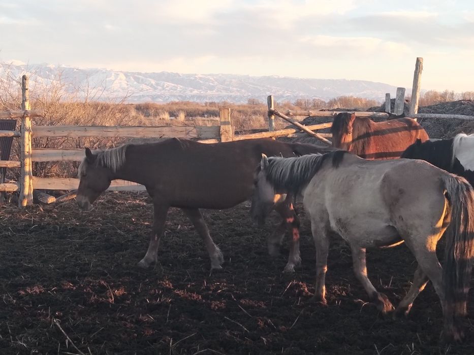 Жылкы биелер тайлар