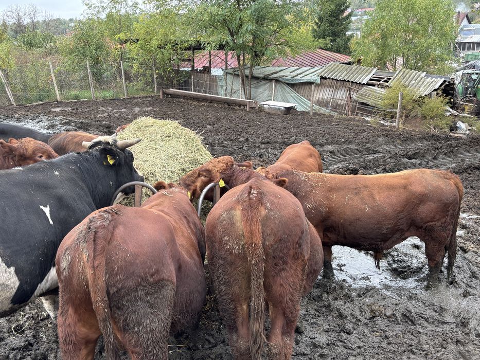 Tauri Angus si metis