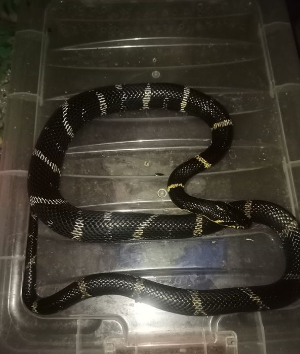 Продам ручной полоз