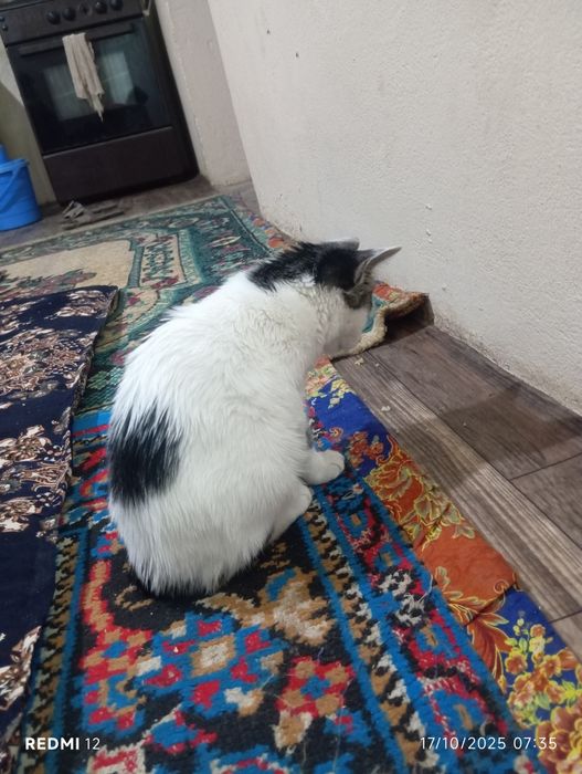 Qiz bola mushuk beriladi