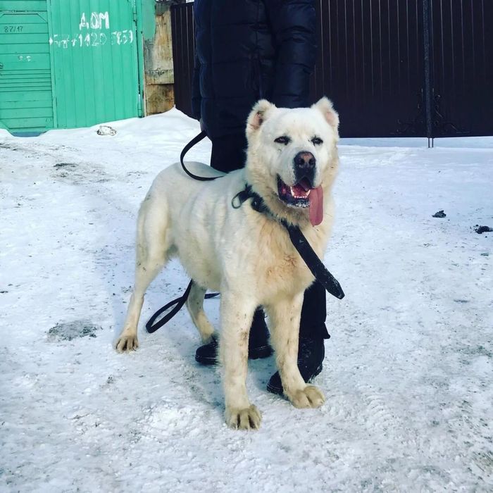 Продам Алабай сучка