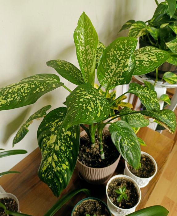 Продам диффенбахию.