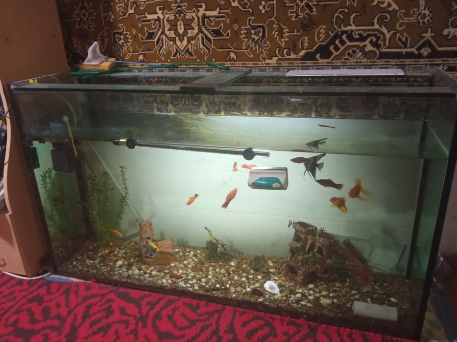 Аквариум в хорошем состоянии