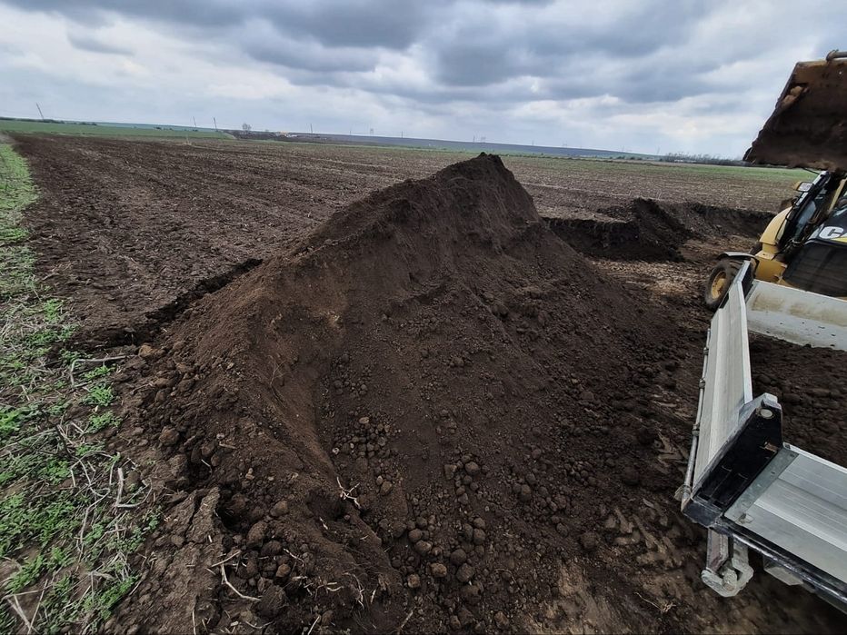 Pamant negru (vegetal)