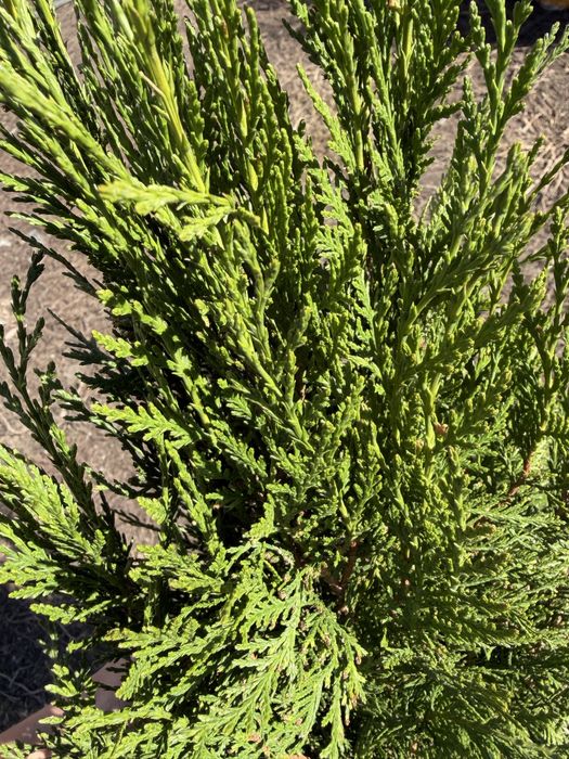 Туи и можжевельник