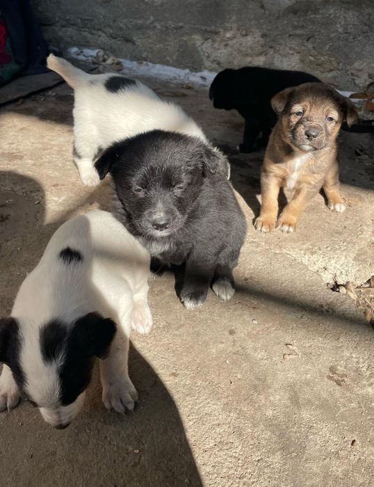 Отдам щенят в хорошие руки!