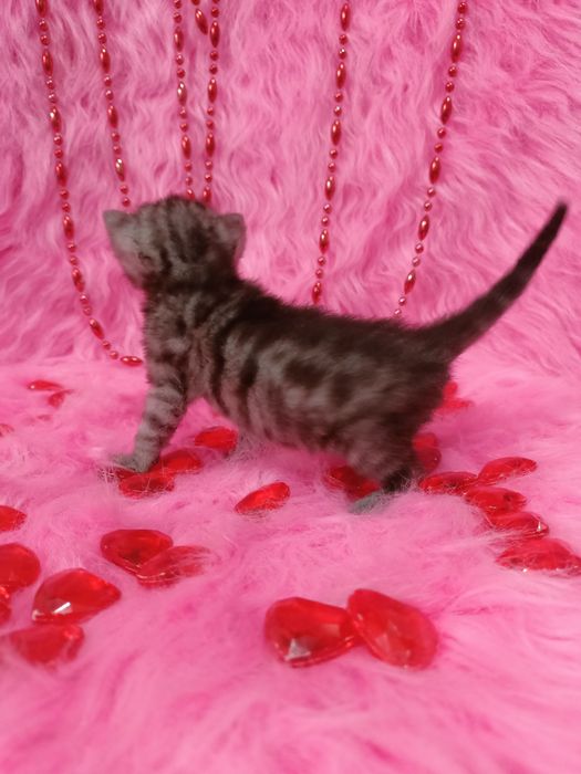 Две Бенгальские котята  девочки
