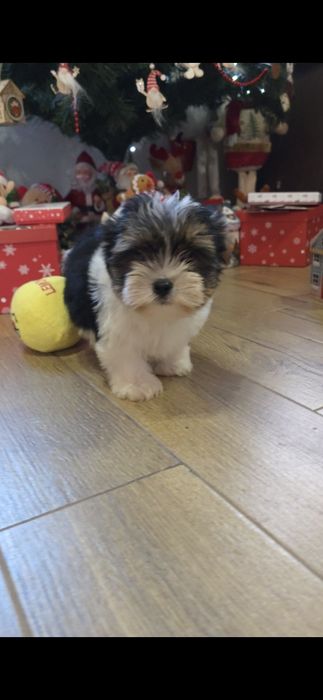 Йорки бивър териер две момчета!