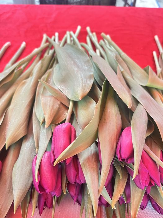 Тюльпан бар КЕЛІСЕМІЗ