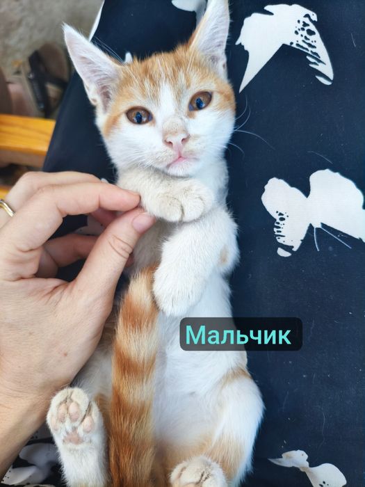 Котята девочки и мальчик в заботливые руки. Янгиюль район Кательная