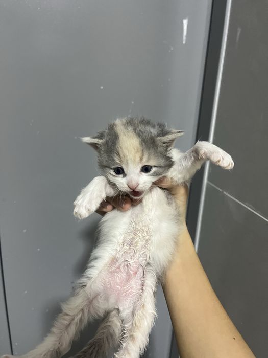 Отдам бесплатно 5котенок