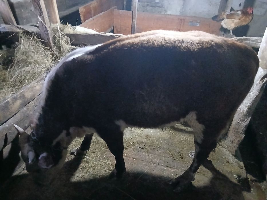 Продам бычка,год