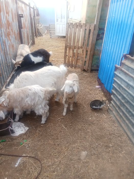 Ешки сатылады жаксы куйде