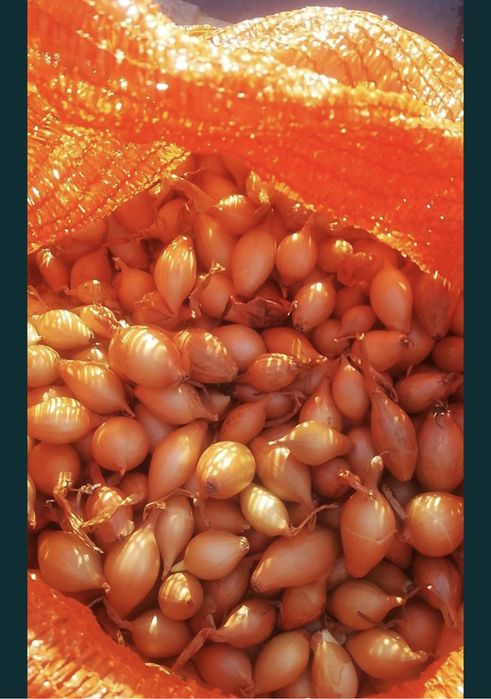 Vand arpagic Sturon si Stuttgarter Olanda