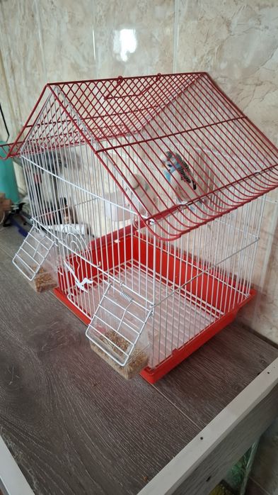 Продам двух попугайчиков с клеткой