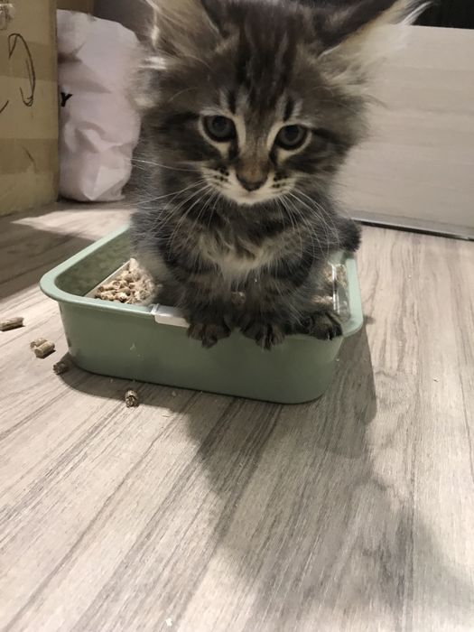 продаем 2 котят!можно купить одного из них.