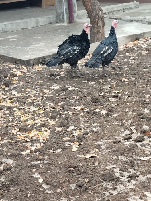 Kurka sotiladi damashniy