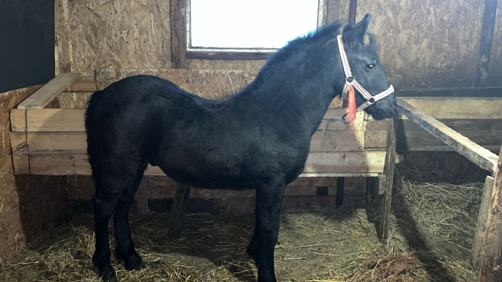 Iapa cu manz de vanzare