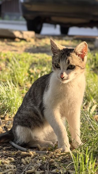 Отдам котенка, мальчик. Ищу дом для кота