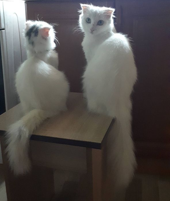 Котята 1,5 месяца