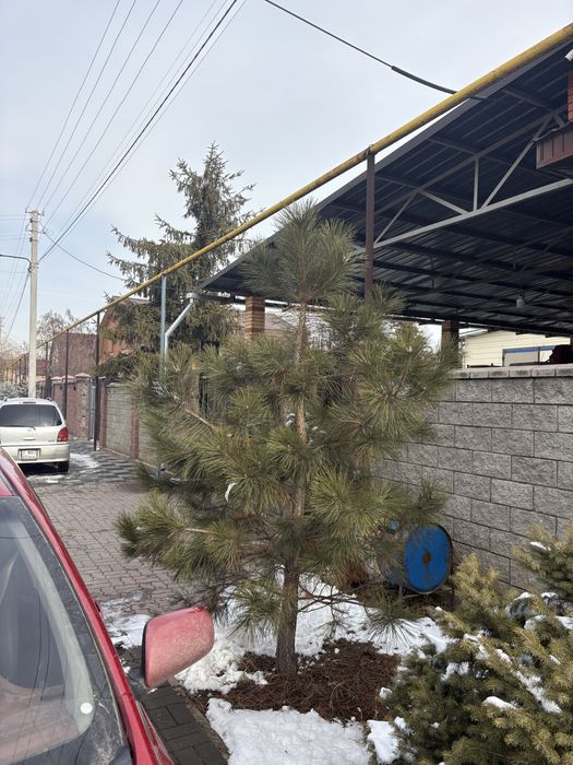 Сосна. Крымская