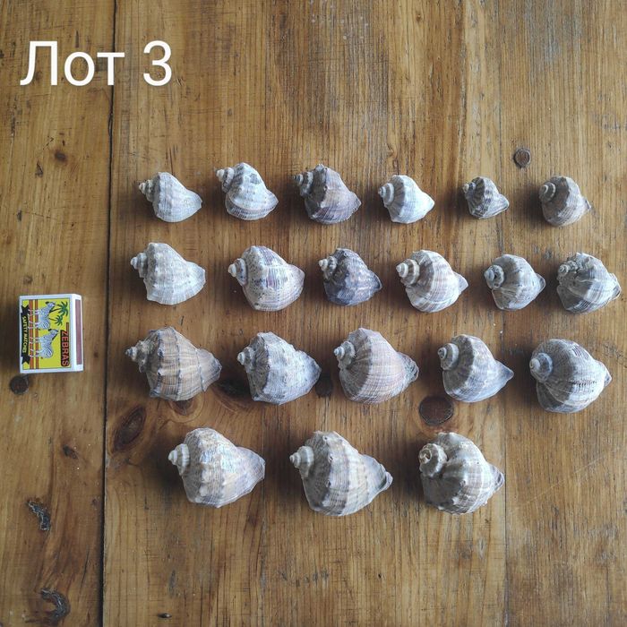 Натурални черупки от морски рапани, различни размери