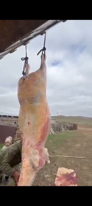 Продам лошадь с откорма