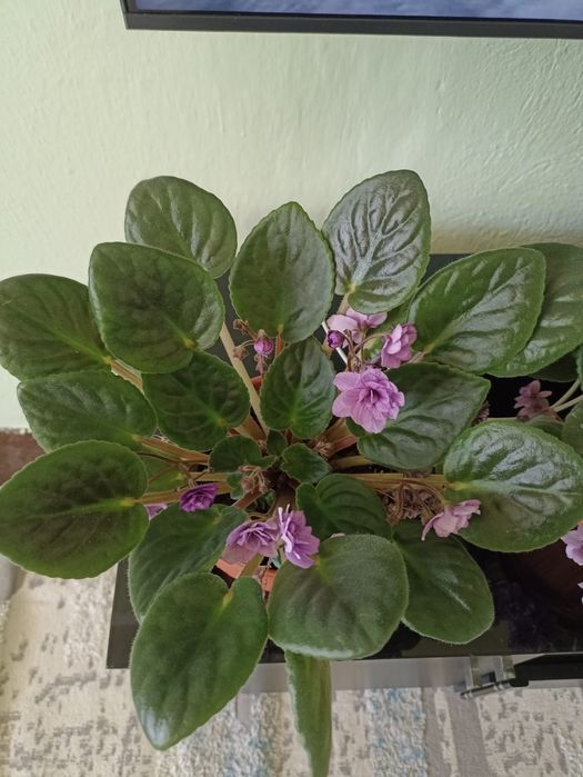 Фиалка продается с горшком