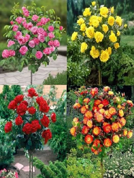 Trandafiri parfumati,pomisor,urcatori-50+25 gratis