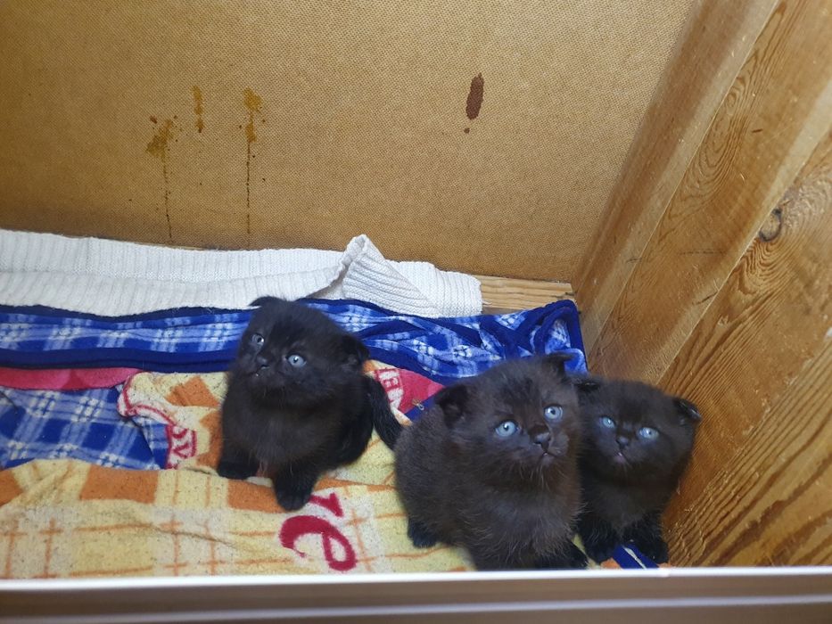 Парода скотиш фолд