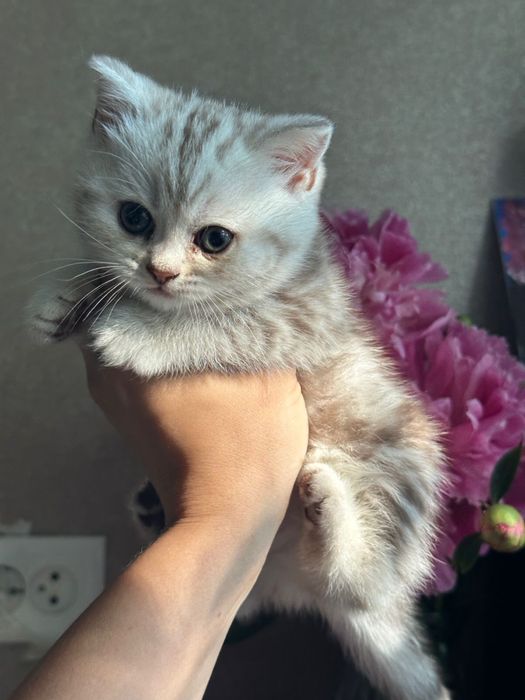 Продам котят породы Шотландская прямоухая