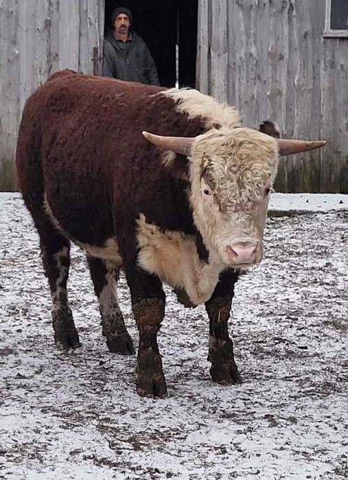 Пукалар бар 10 шт