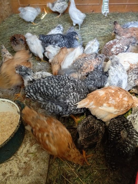 Vand pui de diferite vârste