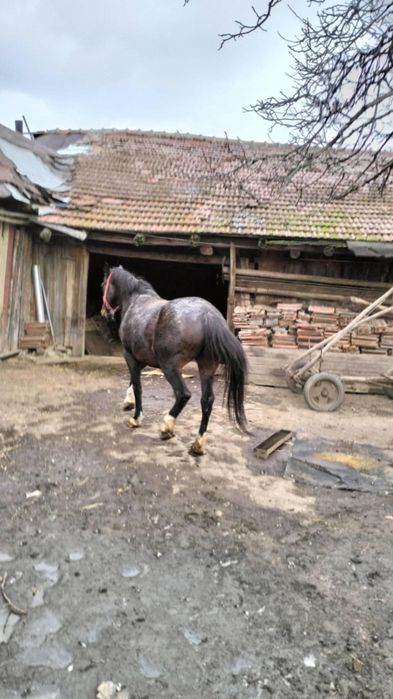 Iapa  tânără de vânzare