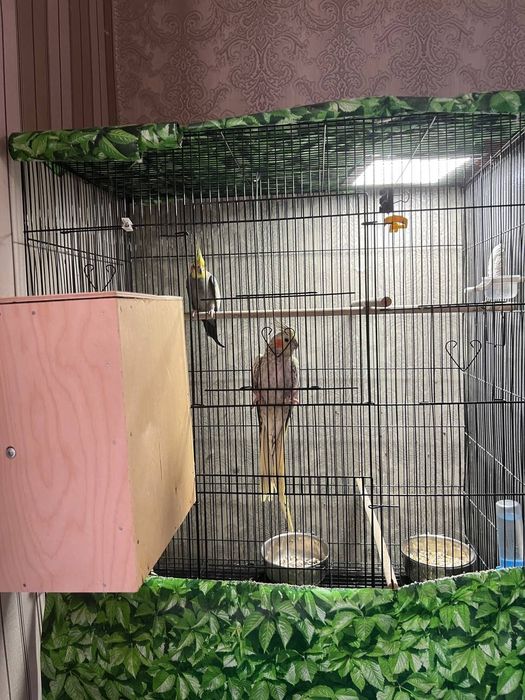 Продается пара красивых дружных карел