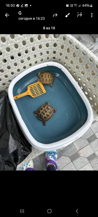 Черепаха toshbaqa beztorga sotiladi