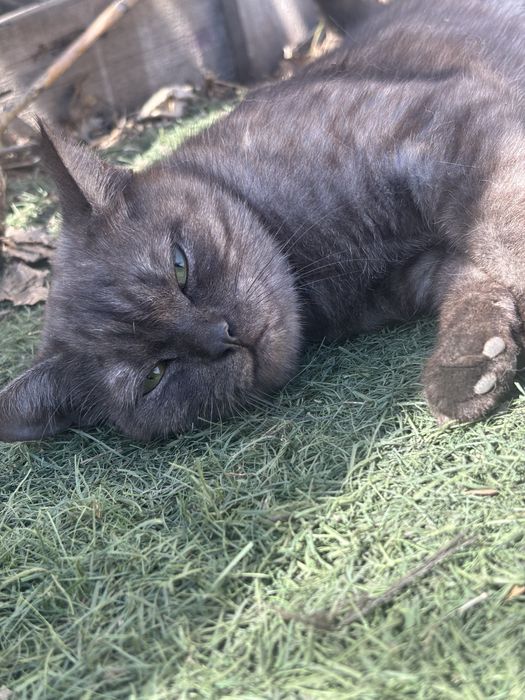 Отдам молодую кошечку