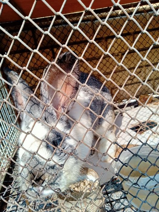 Продам крола и кролиху