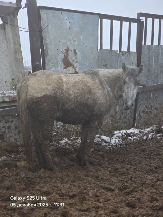 Семіз байталдар бар
