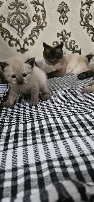 Продаются тайские котята