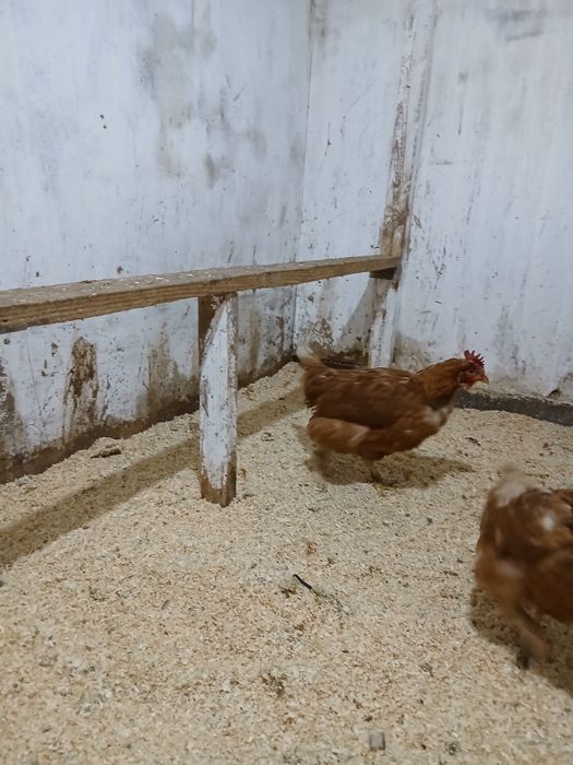 Ломан браун куры