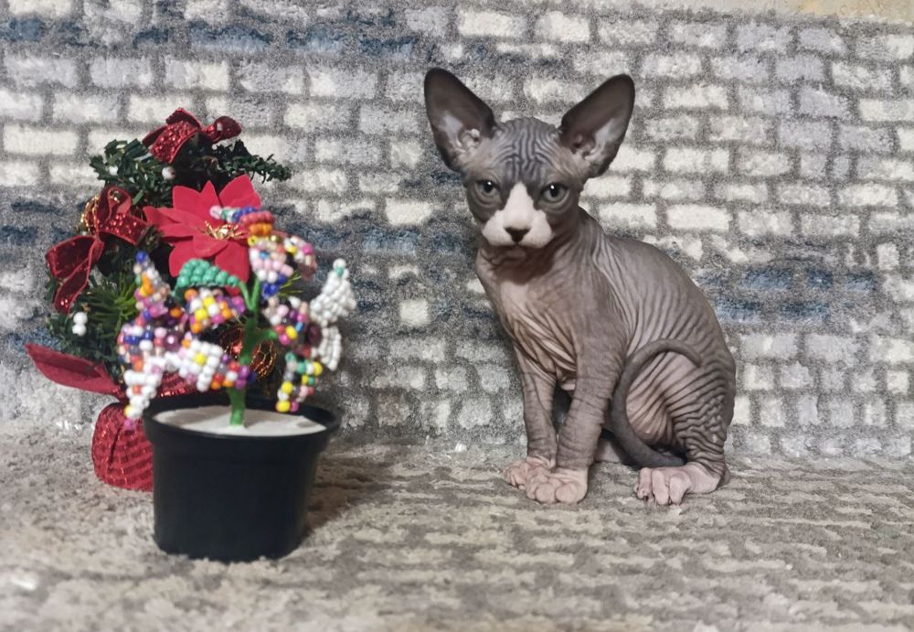 Продаётся  котёнок породы Сфинкс